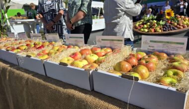 Sachsen-Anhalts Obstbauern starten offizielle Apfelernte auf dem Markt in Halle – Ernte verfünfacht sich nach Katastrophenjahr – Mindestlohn, hohe Energiepreise und Pflanzenschutz-Vorschriften belasten Obstbauern