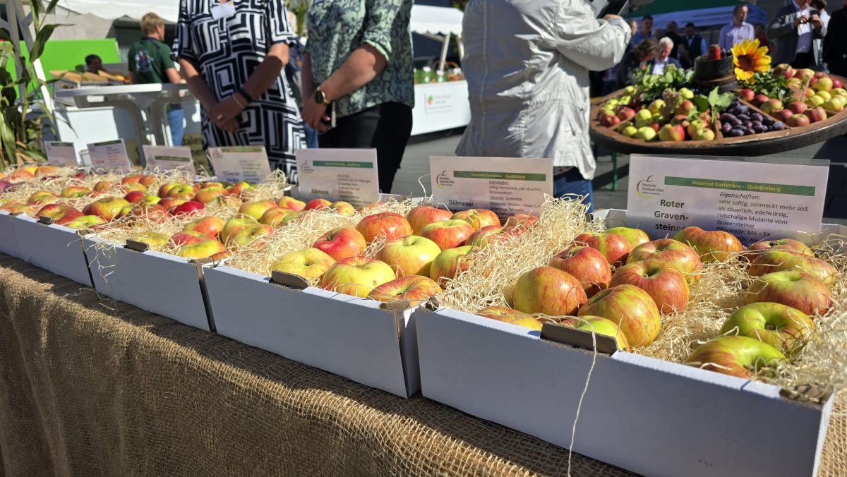 Sachsen-Anhalts Obstbauern starten offizielle Apfelernte auf dem Markt in Halle – Ernte verfünfacht sich nach Katastrophenjahr – Mindestlohn, hohe Energiepreise und Pflanzenschutz-Vorschriften belasten Obstbauern