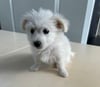 Bei der Kontrolle wird der junge Hund gefunden.