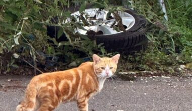 Großmarktkatzen in Raderberg: Unterbringungslösung gefunden