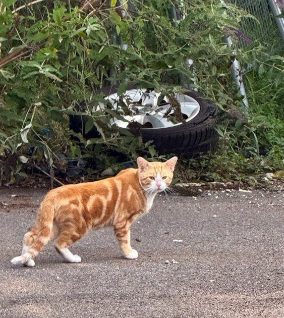 Großmarktkatzen in Raderberg: Unterbringungslösung gefunden