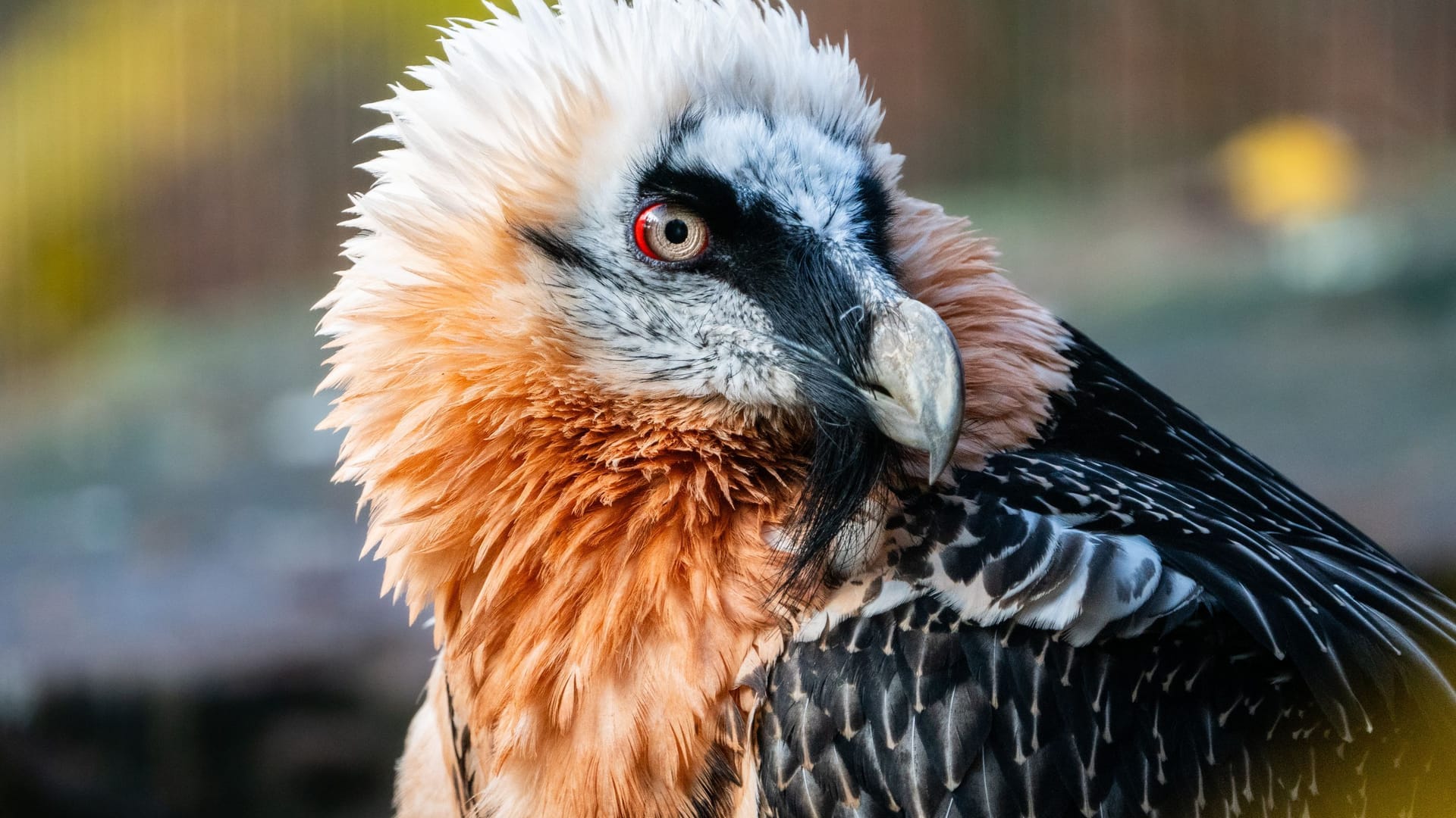 Das Nürnberger Bartgeiermännchen (Archivbild): Insgesamt bescherte er dem Tiergarten 13 Jungvögel.