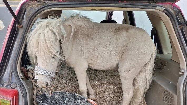 Das Pony im Kofferraum: Laut Polizei war es tiefenentspannt.