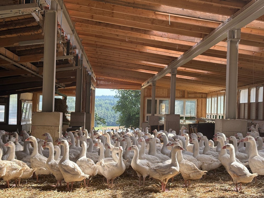 Auf dem Geflügelhof Lugeder werden Enten und – wie hier im Bild – Gänse gehalten.