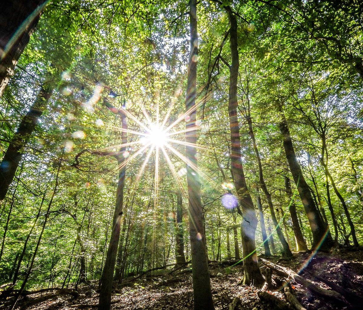 Waldfläche in Bochum größer geworden