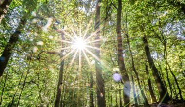 Waldfläche in Bochum größer geworden