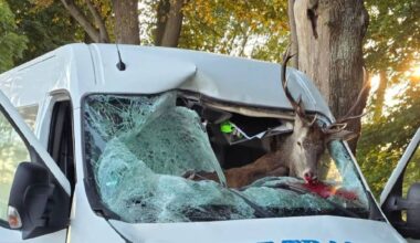 Wildunfall auf der B 199: Hirsch kracht durch Windschutzscheibe - BILD