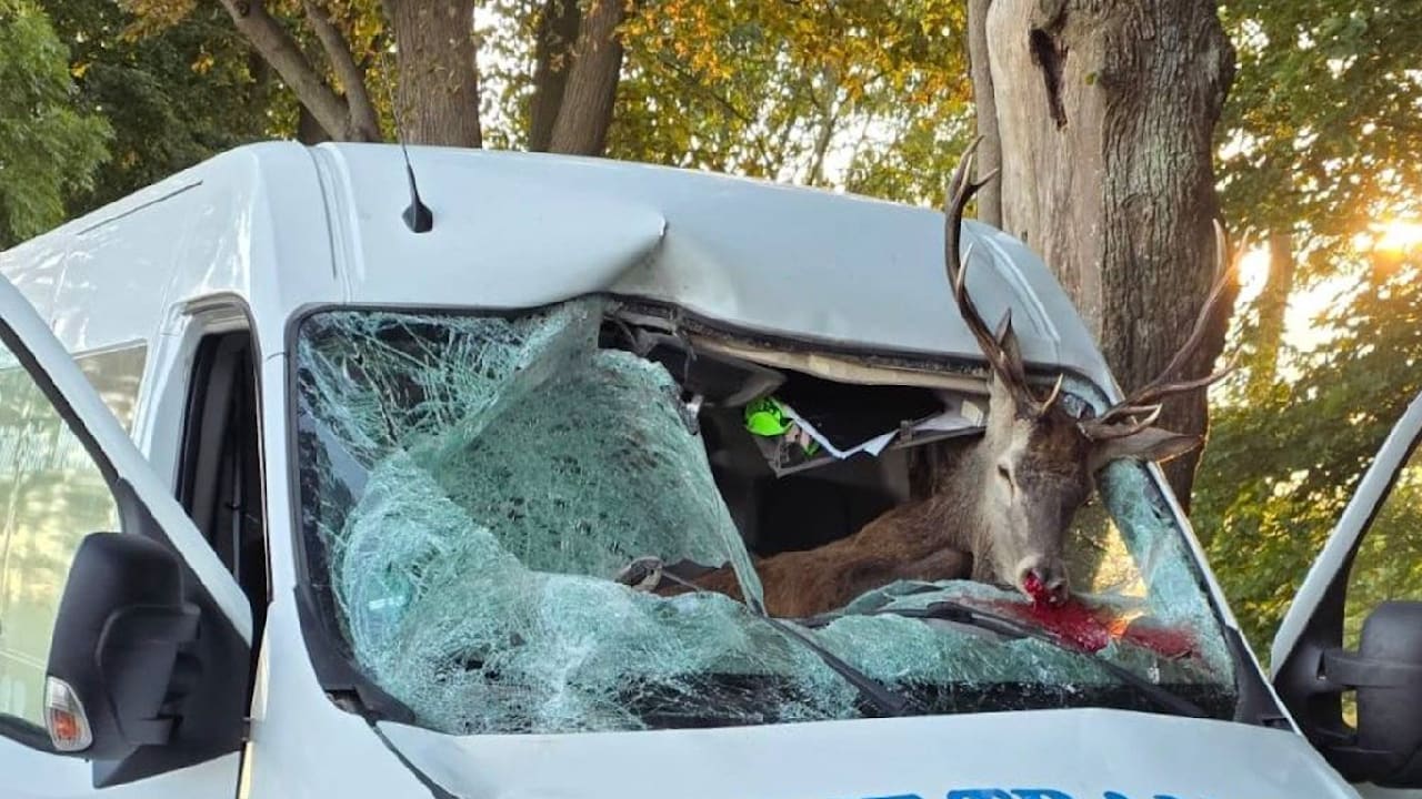 Wildunfall auf der B 199: Hirsch kracht durch Windschutzscheibe - BILD