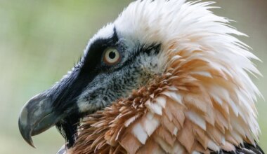 Tiere - Bartgeier im Nürnberger Tiergarten gestorben - Bayern