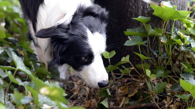 Hundeköder