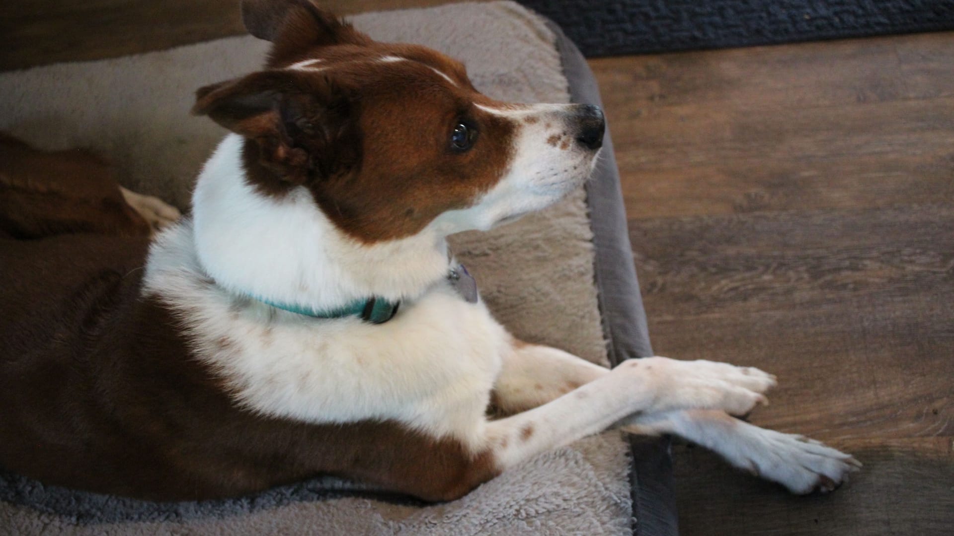 Ein Jack -Russel-Terrier-Mischling (Symbolbild): Im Tierheim in Hannover wartet Lucy auf ein neues Zuhause.