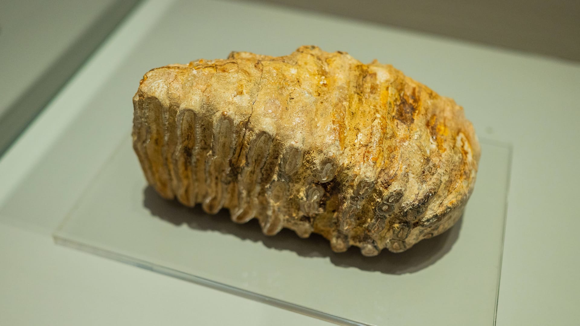 Ein Mammut-Zahnstück (Symbolbild): Der Fund am Rheinufer in Oberkassel soll 15.000 Jahre alt sein.