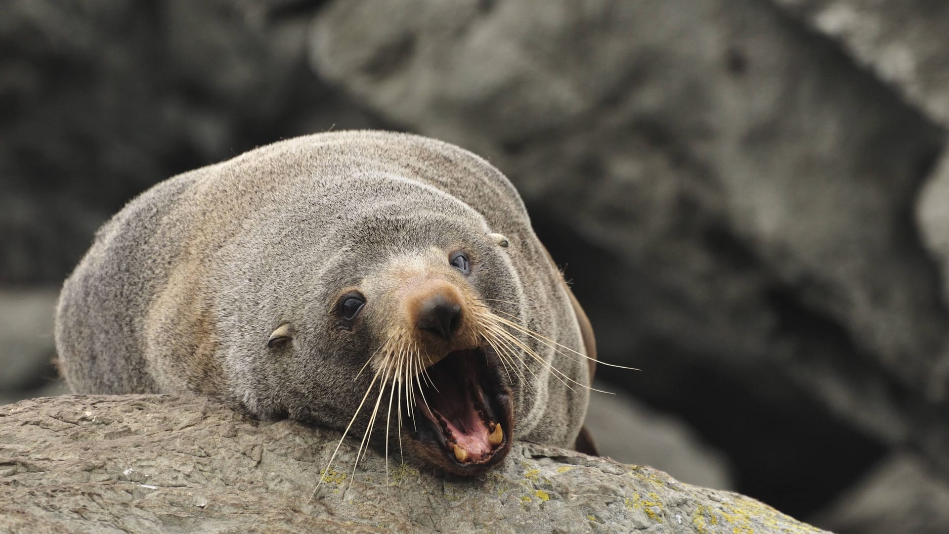Ein Seebär (Symbolbild):