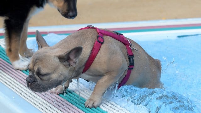 Hundebadetag