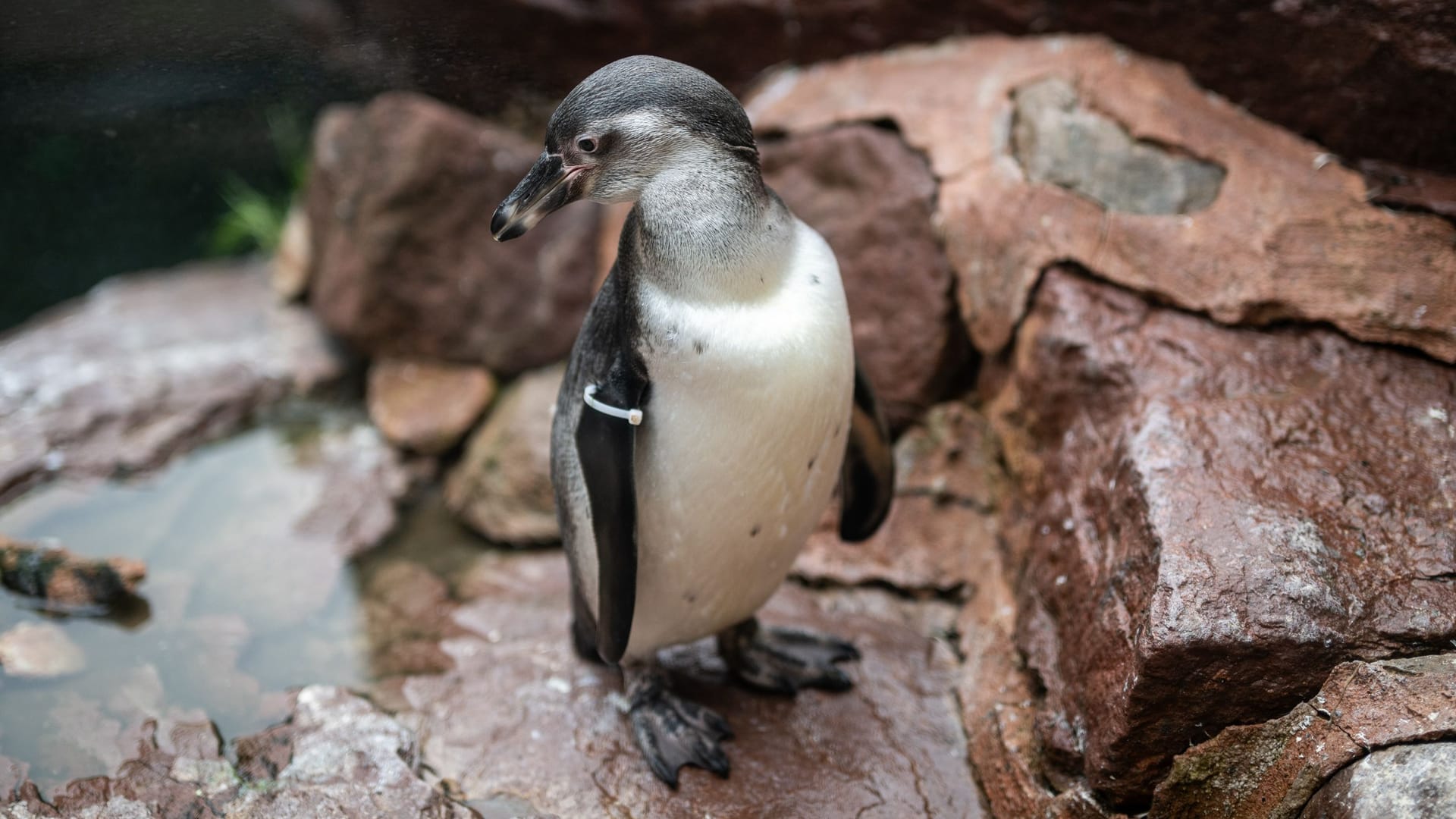 Eines der beiden Pinguinküken: Sie sind zwar schon Ende April geschlüpft – haben zunächst aber nur in ihren Bruthöhlen gelebt.