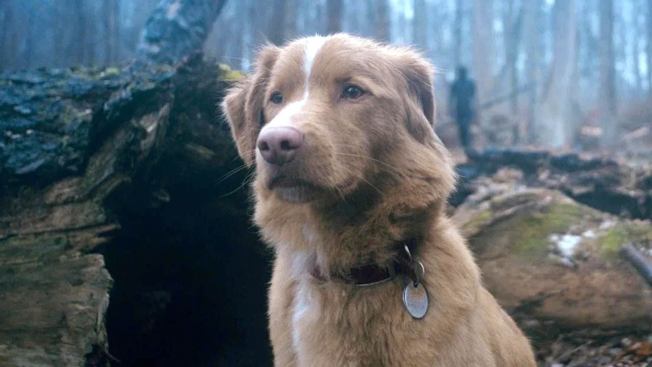 Nova Scotia Duck Tolling Retriever Indy spielt das menschliche Personal mit Leichtigkeit an die Wand.