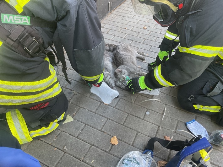 FW-DO: Wohnungsbrand in Dortmunder Innenstadt-Eine Person und zwei Katzen verletzt