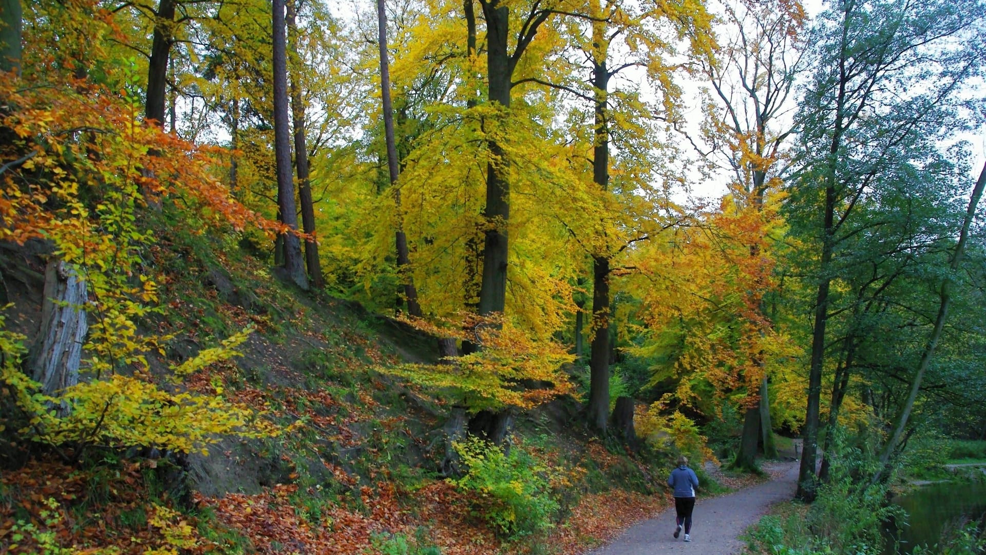Herbststimmung am Alsterwanderweg bei Wellingsbüttel (Archivbild): Rund um Hamburg gibt es viele Wanderwege für unterschiedliche Fitness-Level.