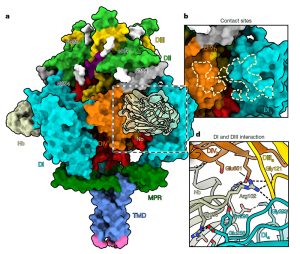 Herpes-Protein mit Nanobody