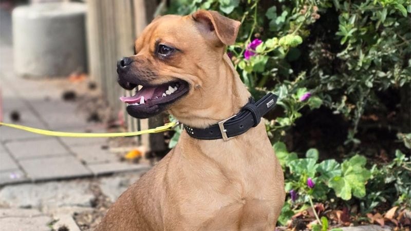 Hund Leon: Der Mops-Pinscher-Mischling ist noch nicht einmal ein Jahr alt.