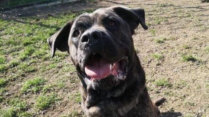 Hund Max aus dem Tierheim Dresden