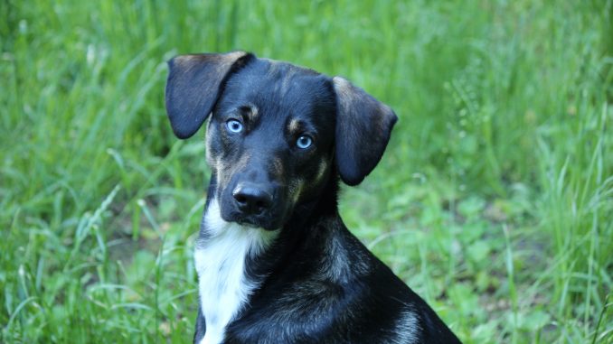 Hund