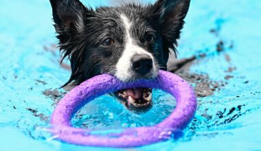 Hundebaden in Berliner Freibädern am 20. und 21. September