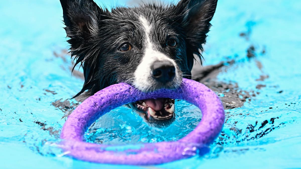 Hundebaden in Berliner Freibädern am 20. und 21. September