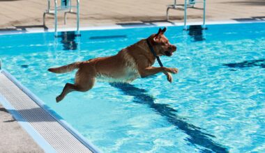 Hunde schwimmen dieses Wochenende in zwei Berliner Freibädern zum Saisonende