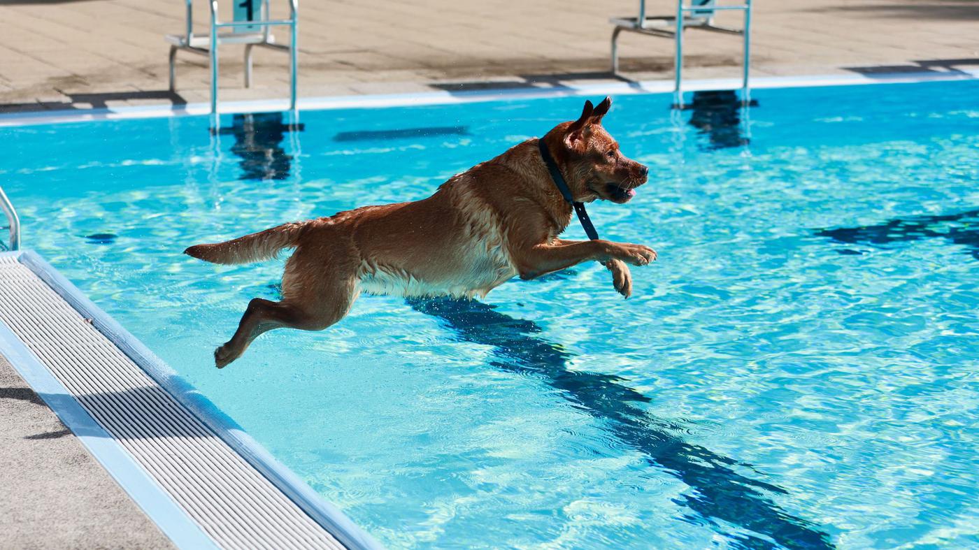 Hunde schwimmen dieses Wochenende in zwei Berliner Freibädern zum Saisonende
