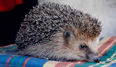 Ein Igel auf einem Kissen.