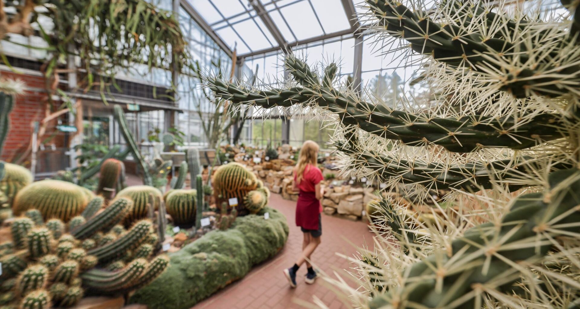 Aus dem Botanischen Garten in Kiel wurden zuletzt immer wieder Kakteen gestohlen. (Archivbild) Ulrich Perrey/dpa
