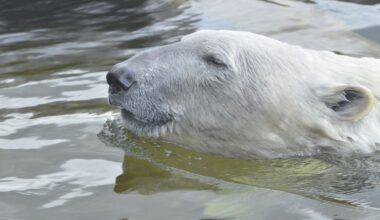 Kinder wuseln im Zoom Gelsenkirchen - ihre Aktion, macht nachdenklich