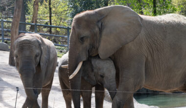Wegen Elefanten - Tierpfleger aus Zoo Wuppertal muss im Urlaub plötzlich aushelfen