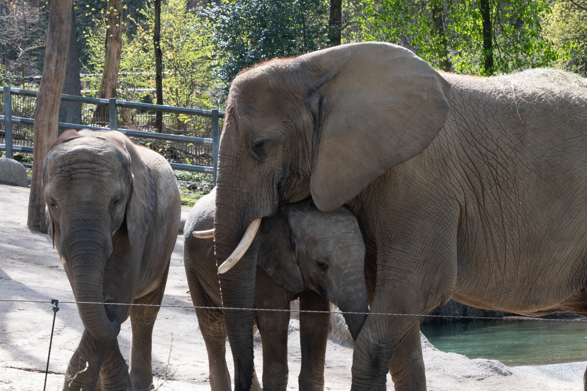 Wegen Elefanten - Tierpfleger aus Zoo Wuppertal muss im Urlaub plötzlich aushelfen