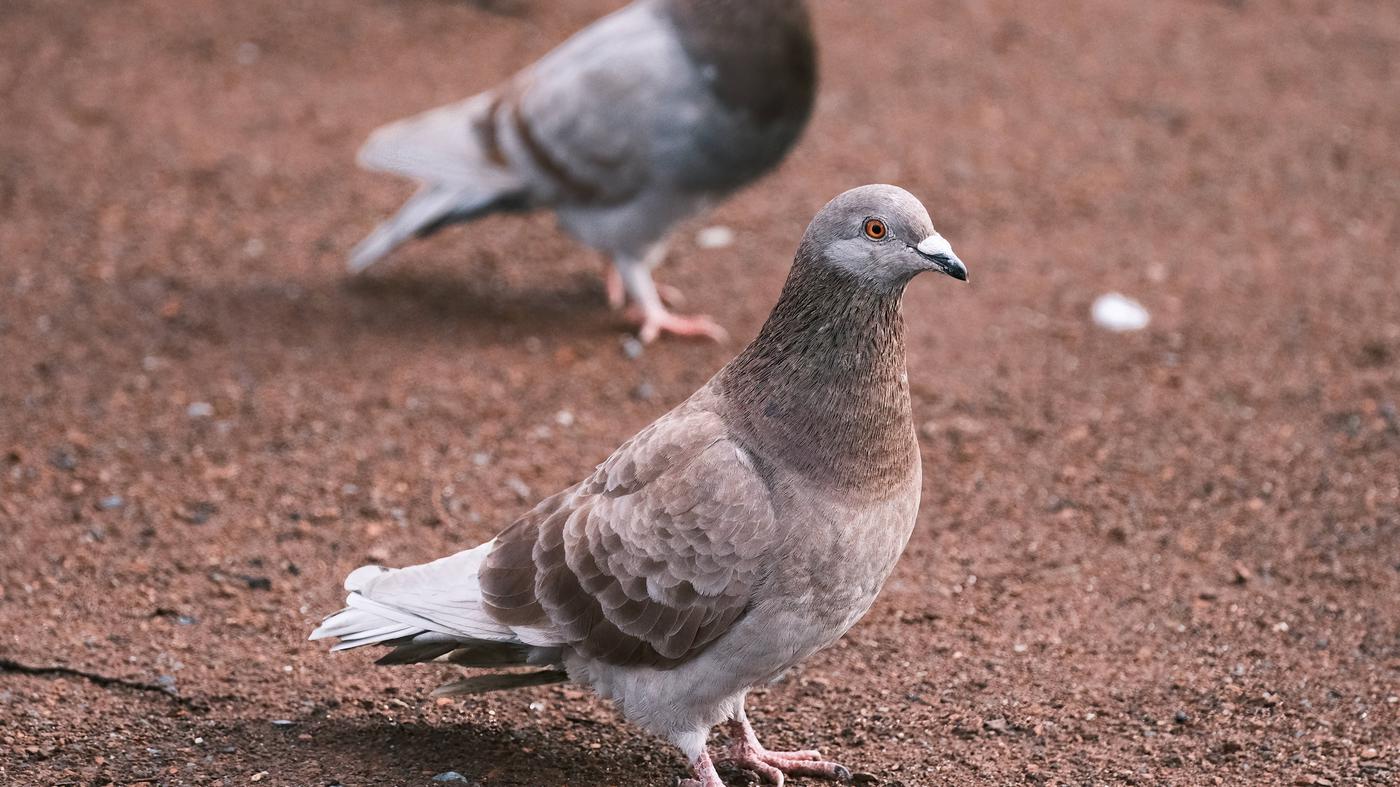 Erneut Taubenseuche im Tierheim Berlin ausgebrochen