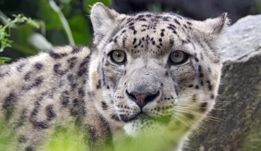 Im Zoo Leipzig war alles vorbereitet - doch nun herrscht traurige Gewissheit
