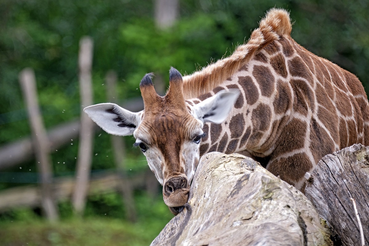 zoo leipzig