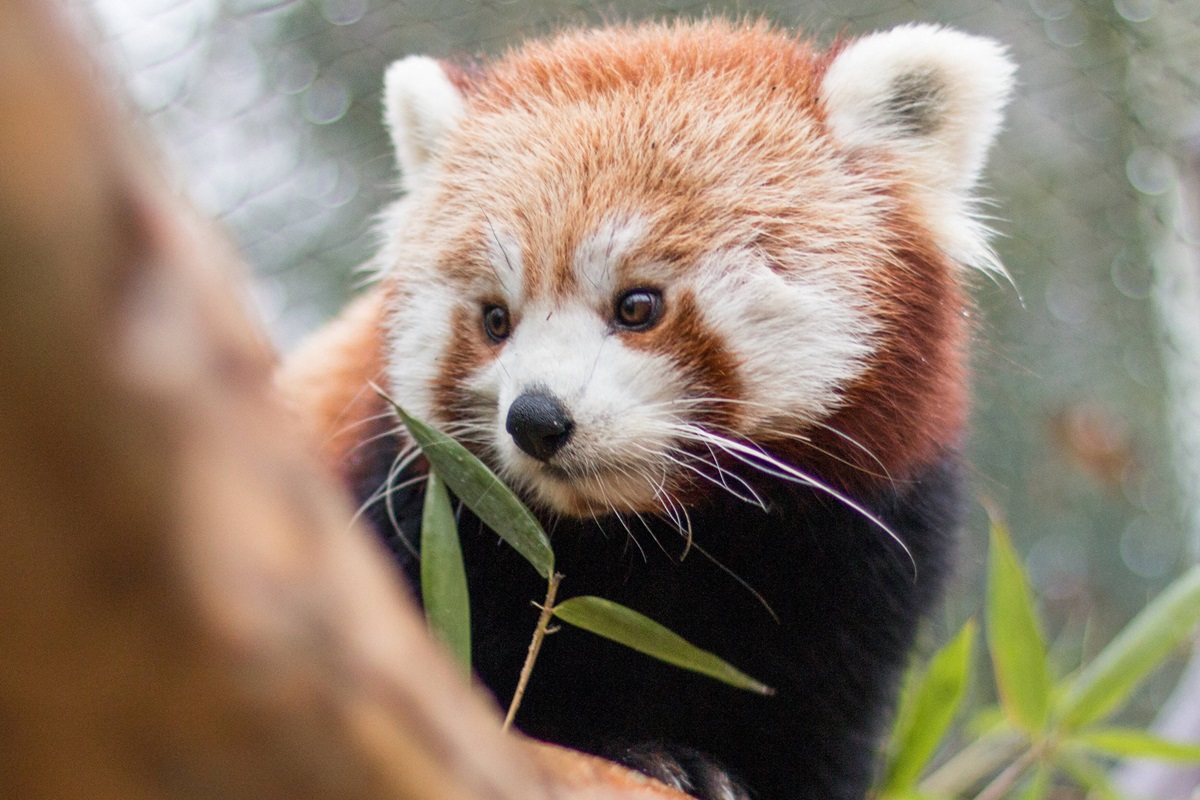 NRW-Zoo macht es nach Tierarzt-Besuch öffentlich – schon bald passiert es- DerWesten.de