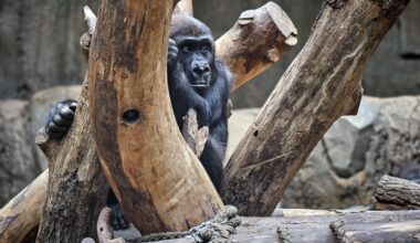 Zoo Leipzig: Gorilla-Tod hat Folgen! Die schmecken nicht allen