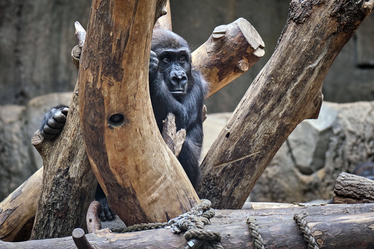 Zoo Leipzig: Gorilla-Tod hat Folgen! Die schmecken nicht allen