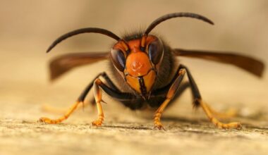 Asiatische Hornisse: Wie gefährlich sind Bremens neue Bewohner?