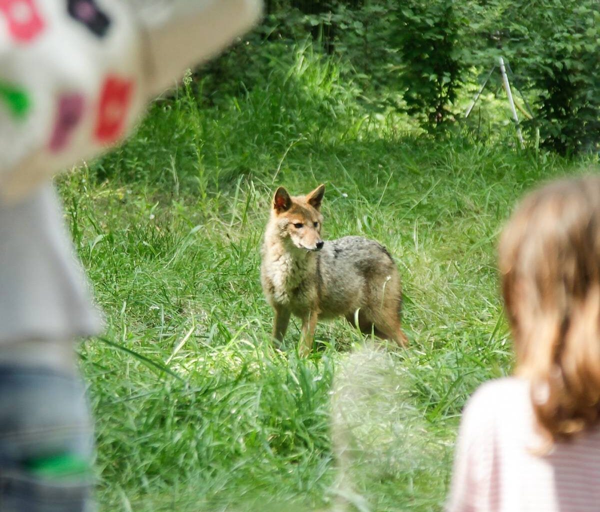 Neue Attraktion im Tiergehege - Radio Oberhausen