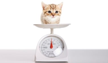 Stimmen unsere Waagen nicht mehr? Warum wir ein neues Kilo brauchen