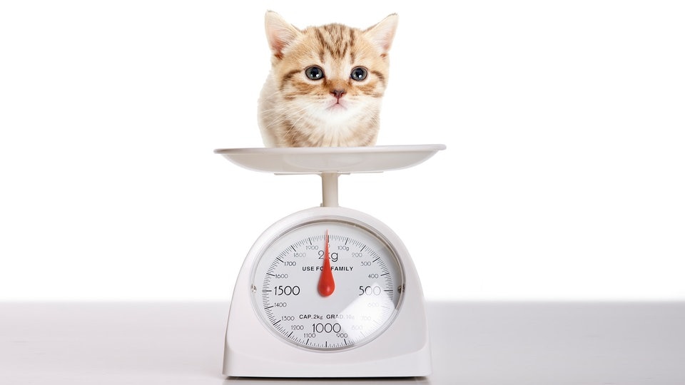 Stimmen unsere Waagen nicht mehr? Warum wir ein neues Kilo brauchen