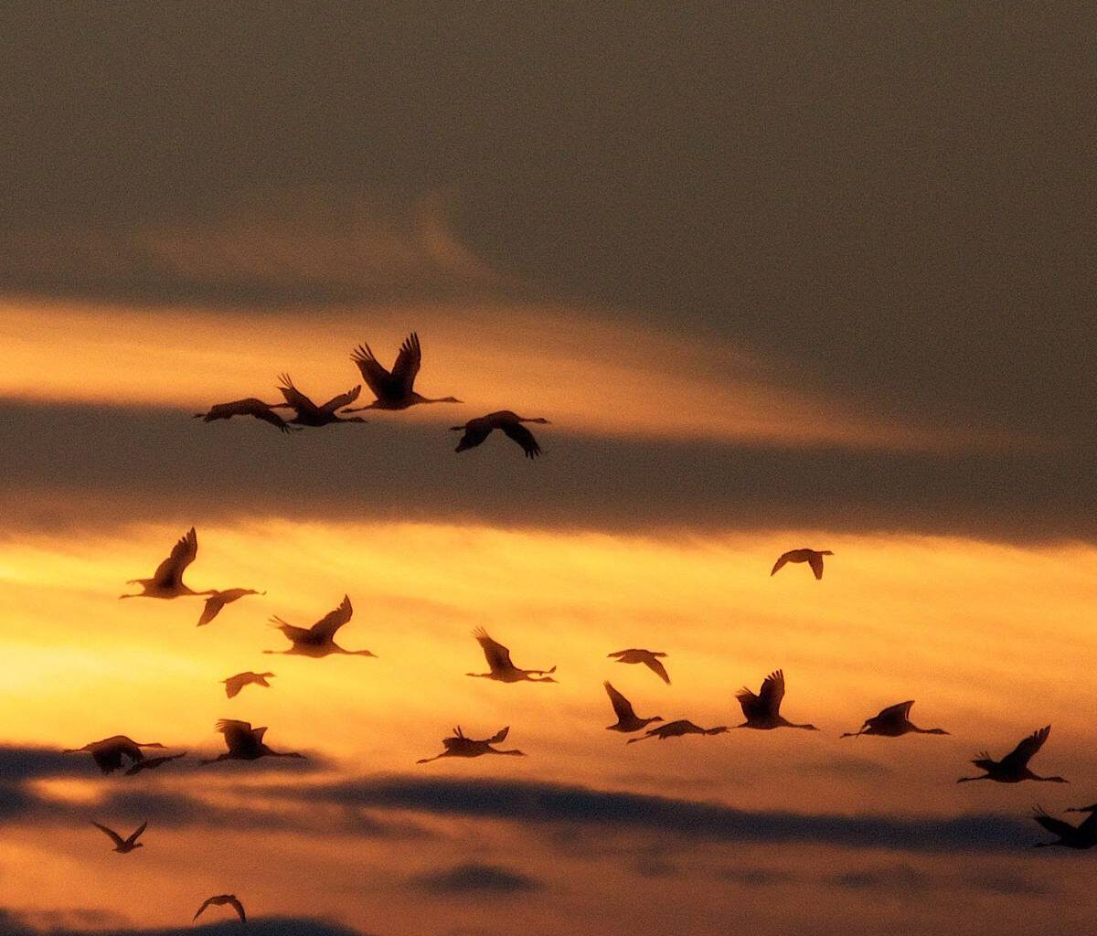 Rhein-Sieg-Kreis: Die Zugvögel kommen! - Radio Bonn / Rhein-Sieg