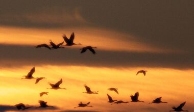 Rhein-Sieg-Kreis: Die Zugvögel kommen! - Radio Bonn / Rhein-Sieg