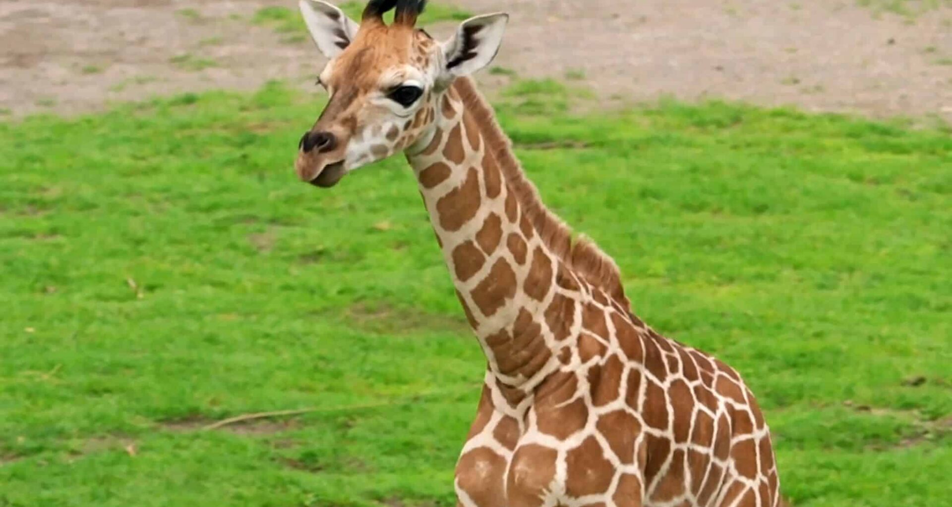 Leipziger Giraffennachwuchs heißt Moya