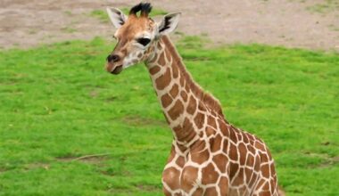 Leipziger Giraffennachwuchs heißt Moya