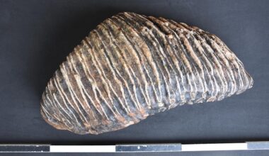 Bis zu 125.000 Jahre alter Mammutzahn in Düsseldorf gefunden